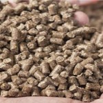 Brown Horse Animal Feed