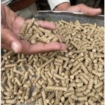 Brown Horse Animal Feed