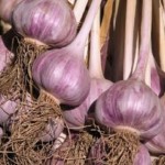 Egyptian purple Garlic