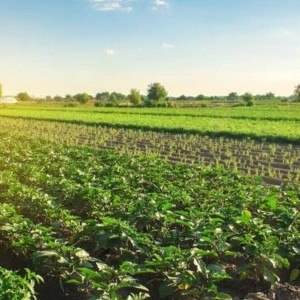 نصائح مرجانة لصغار المزارعين ليصبحوا مصدرين ناجحين