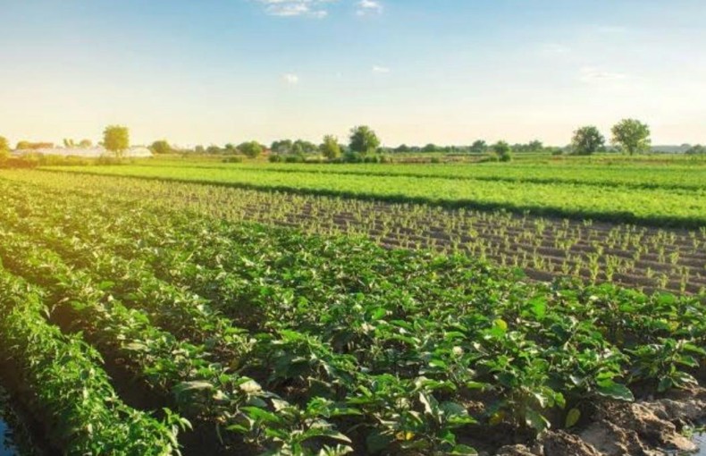 نصائح مرجانة لصغار المزارعين ليصبحوا مصدرين ناجحين