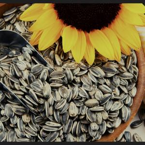 🟠 Egyptian Safflower Seeds (Sunflower Hybrid) – A Competitive Export Product
